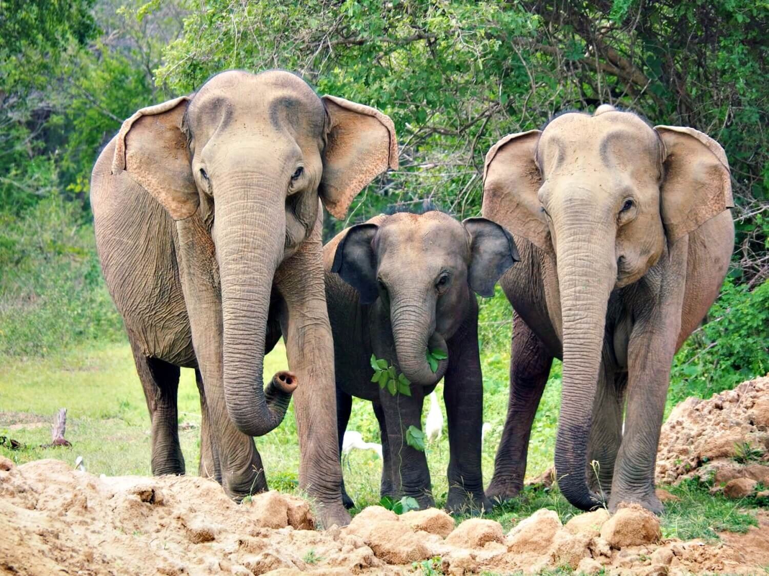 Elephants Yala National Park in