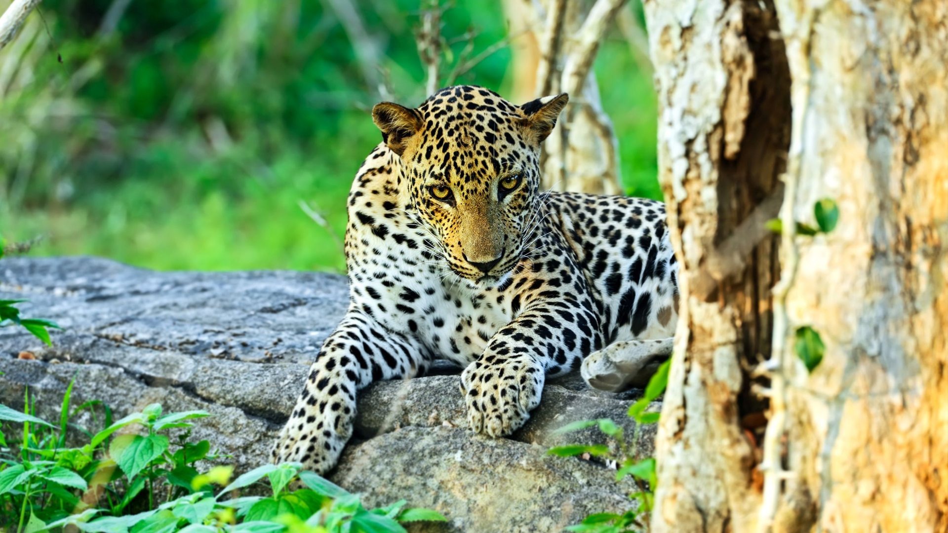 asian leopard yala national park