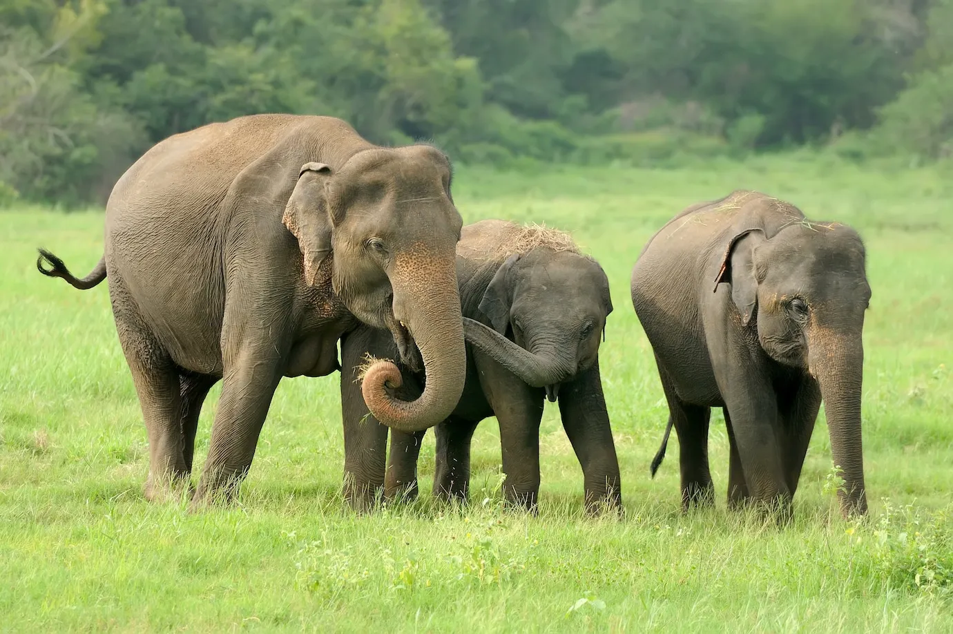 elephants national park sri lank